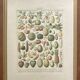 Golden frame - the Fruits - kitchen decor