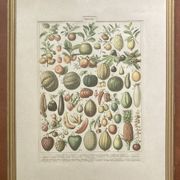 Planche botanique sur les fruits, encadrement doré