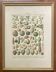 Golden frame - the Fruits - kitchen decor