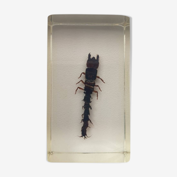 Insecte inclusion résine -
larve de mouche dobson de chine
curiosité - n°43