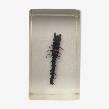 Resin inclusion insect - chinese dobson fly larva curiosity - no. 43