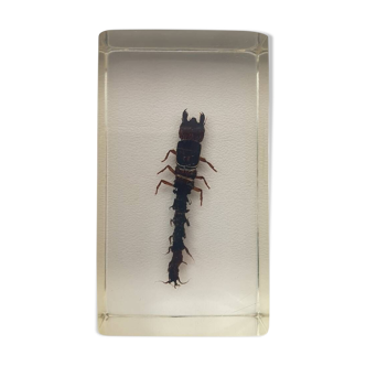 Resin inclusion insect - chinese dobson fly larva curiosity - no. 43