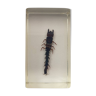 Insecte inclusion résine -
larve de mouche dobson de chine
curiosité - n°43