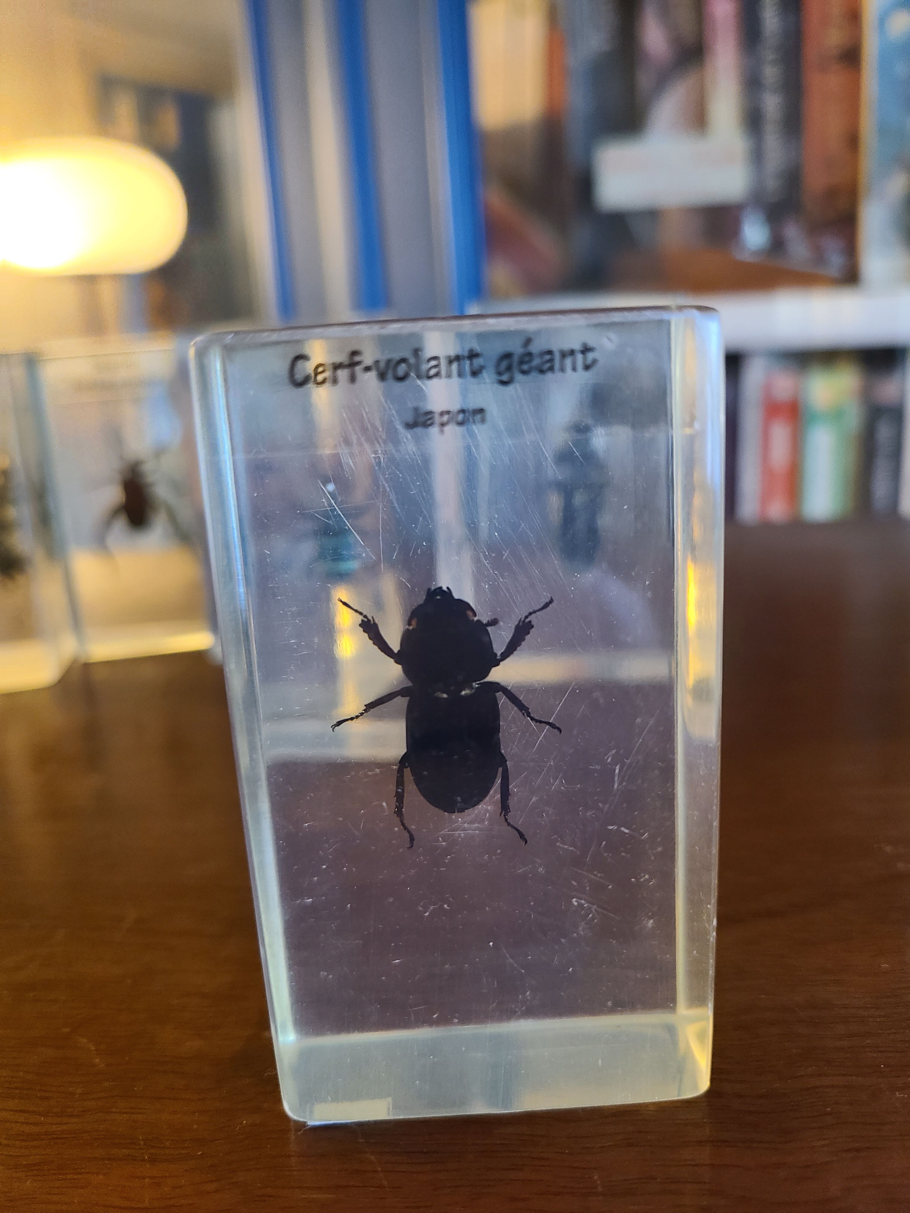 Insects under vintage resin