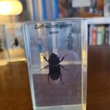 Insects under vintage resin