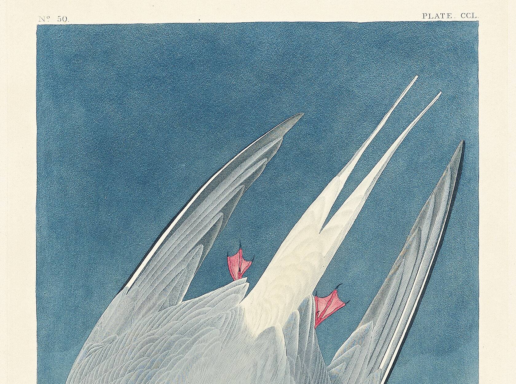 Poster about the Arctic Tern, based on an old engraving from 1827.