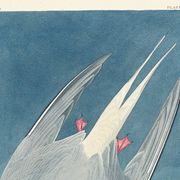 Poster about the Arctic Tern, based on an old engraving from 1827.