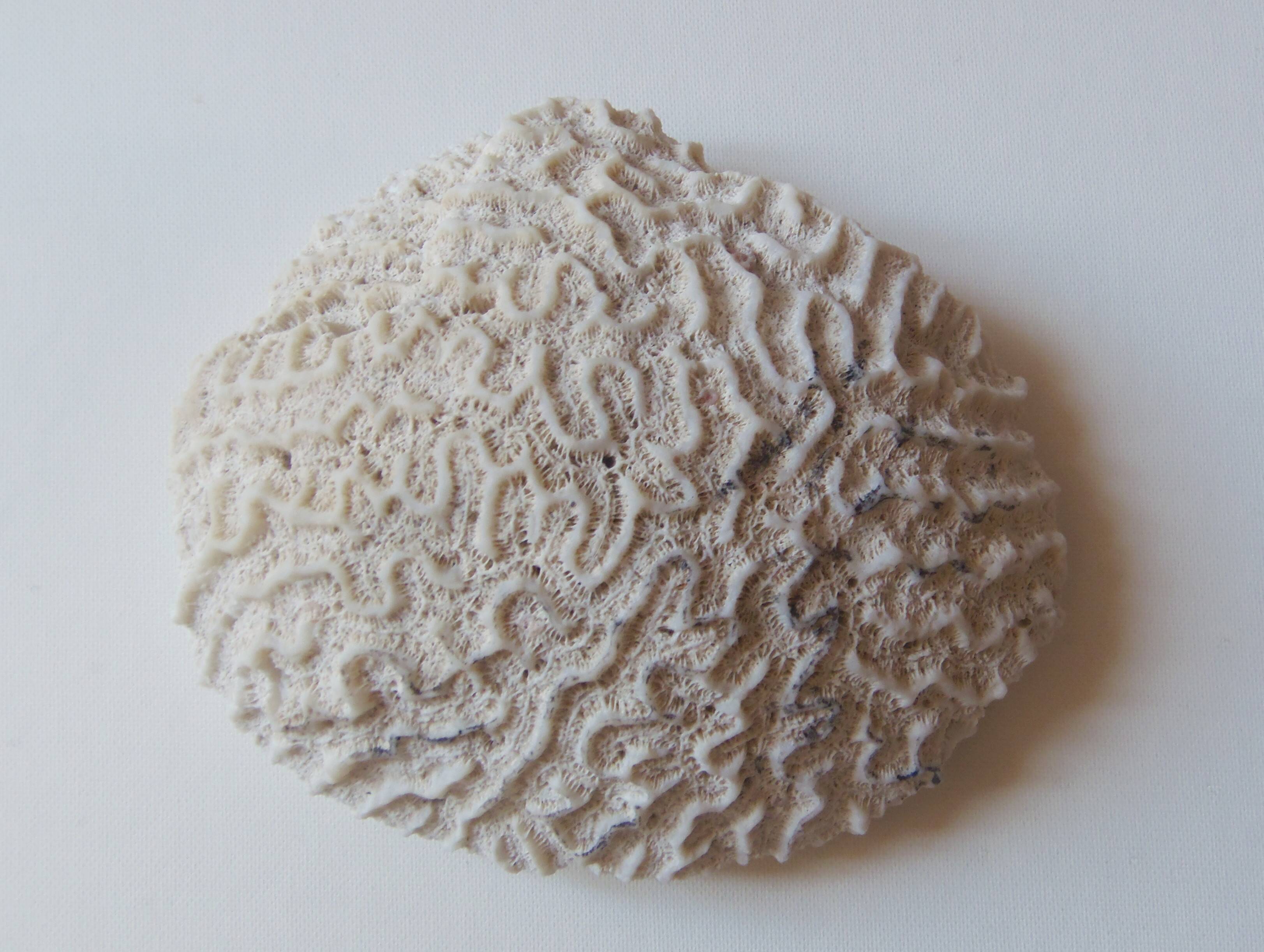 Coral Brain of Neptune
