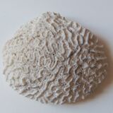 Coral Brain of Neptune