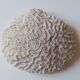 Coral Brain of Neptune