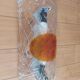 Vintage 70'S Murano wall light