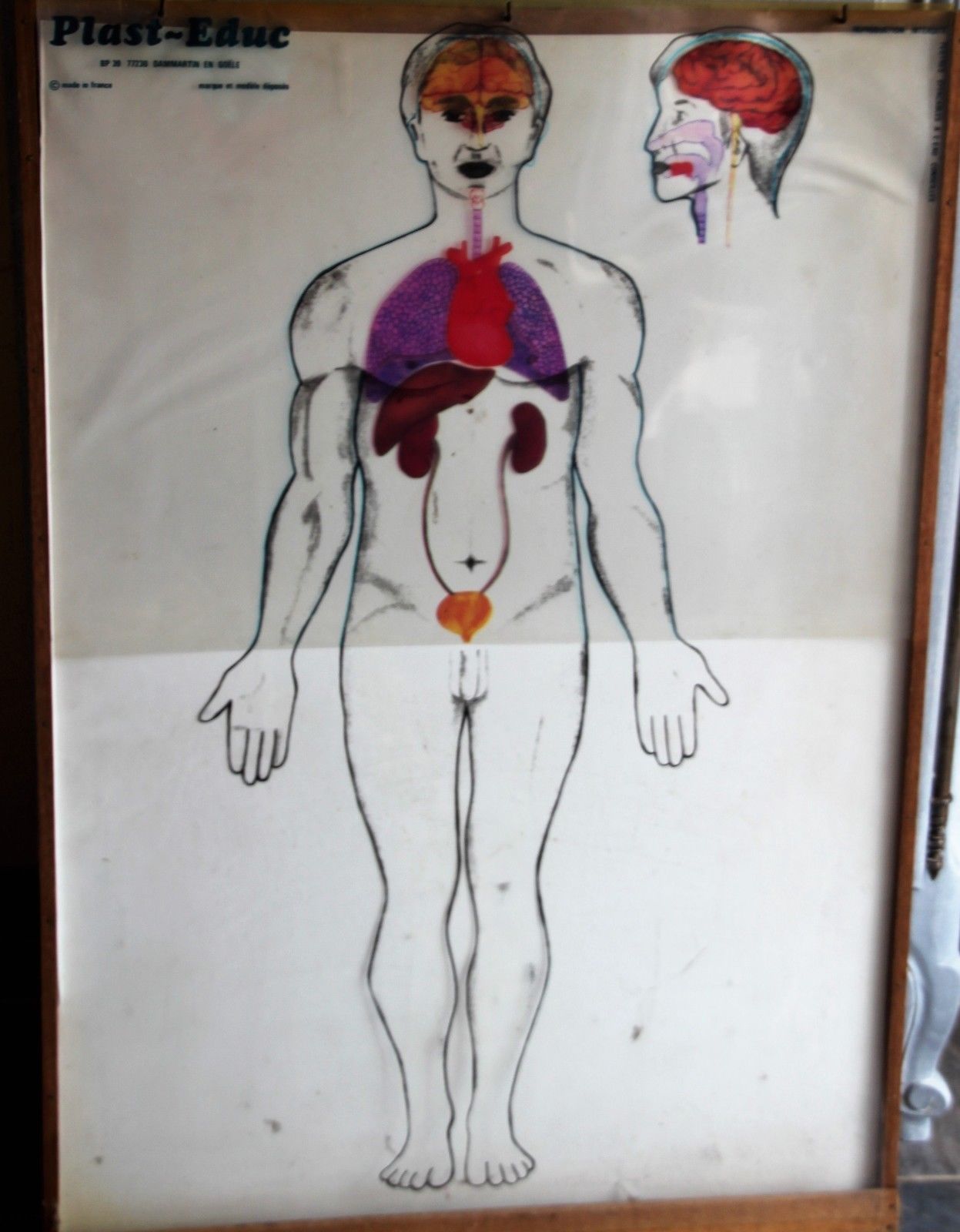 Boards of the human body medicine or school
