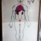 Boards of the human body medicine or school