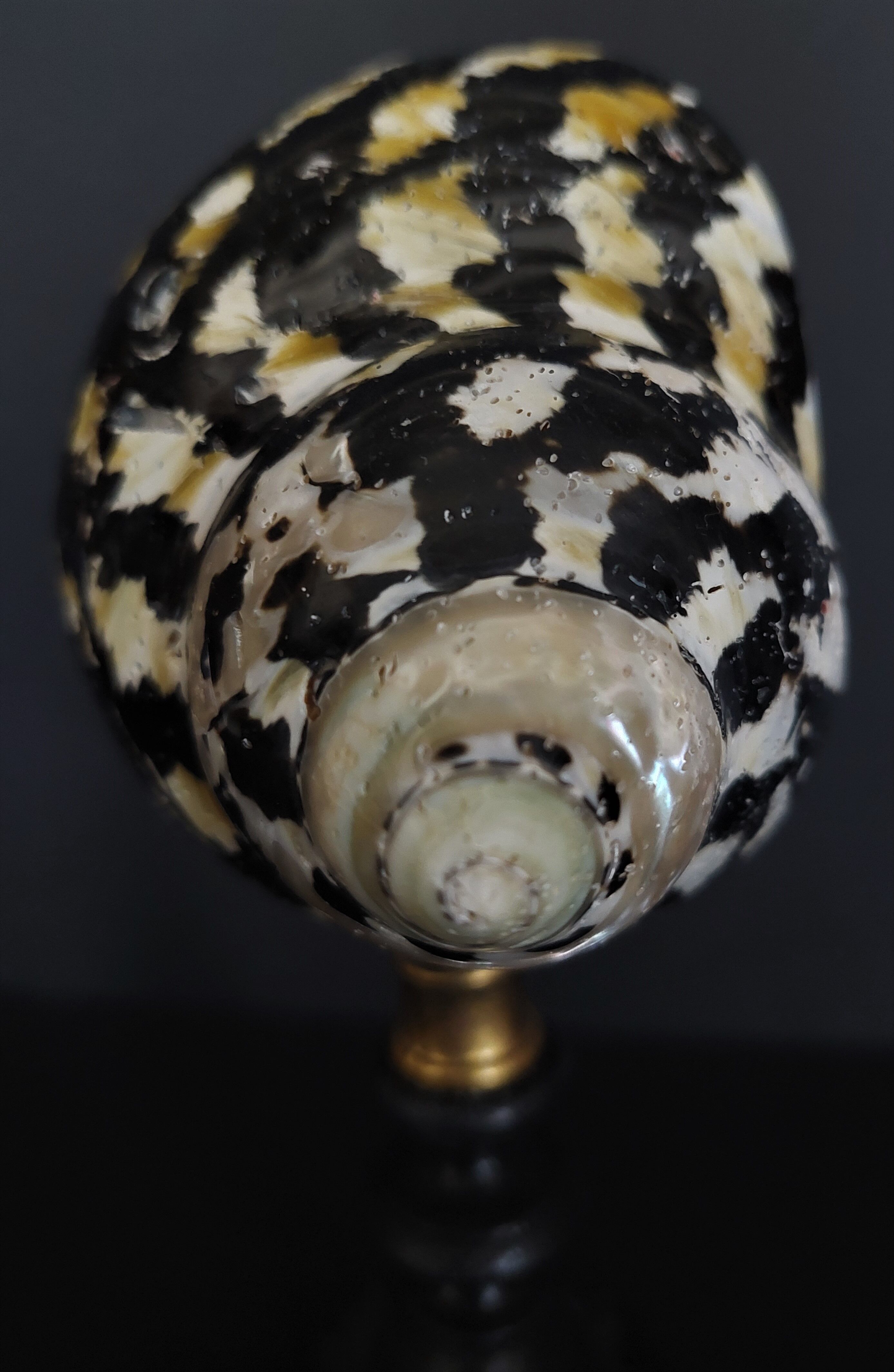 Cabinet of Curiosities shell cittarium pica on base