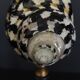 Cabinet of Curiosities shell cittarium pica on base