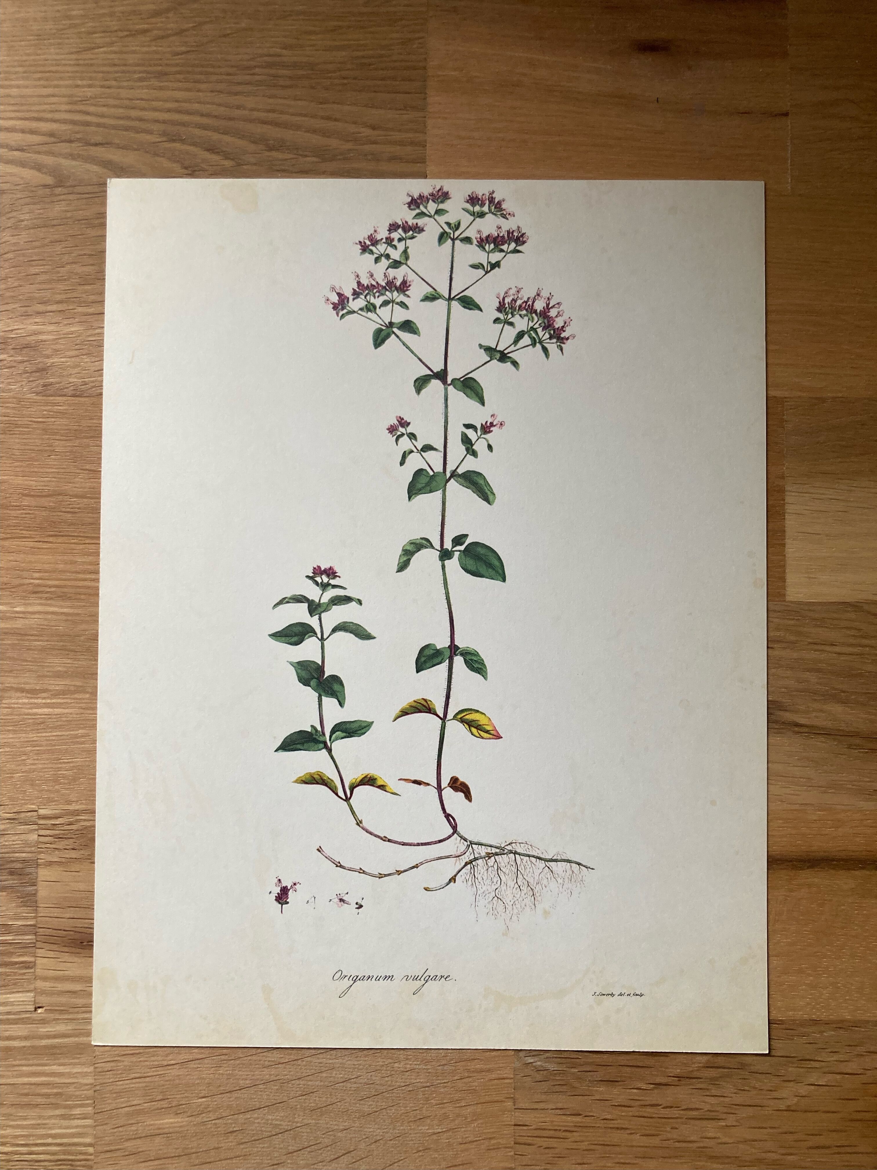 Affiche botanique Origanum vulgare