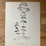 Botanical poster Origanum vulgare