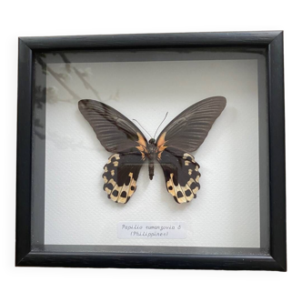 Naturalized butterfly frame