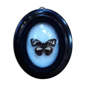 Papillon naturalisé cadre Napoléon III