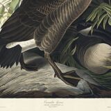 Poster about the “Canada Goose”, based on an old engraving from 1827.