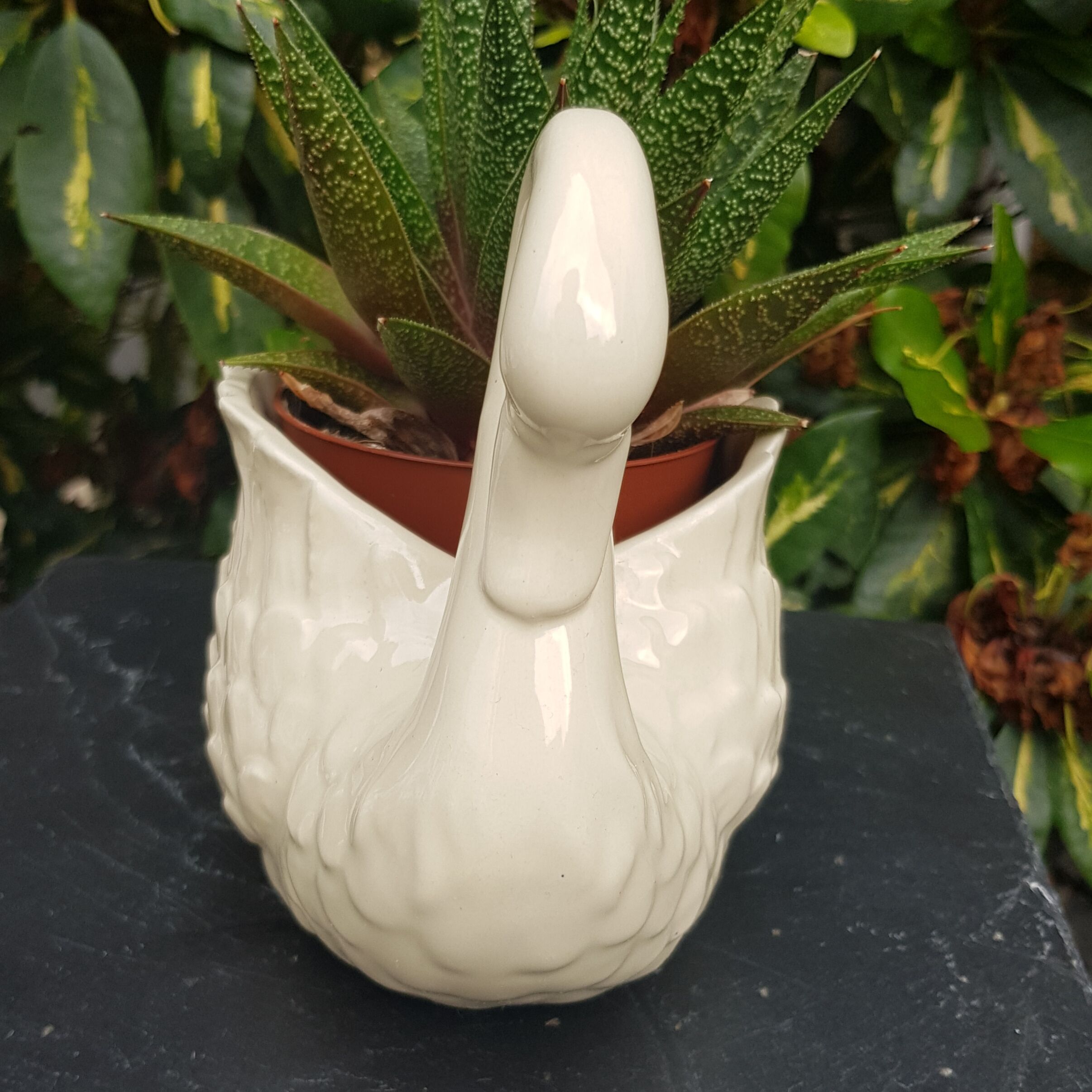 Pot Swan