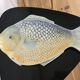 Multicolored ceramic fish zoomorphic dish