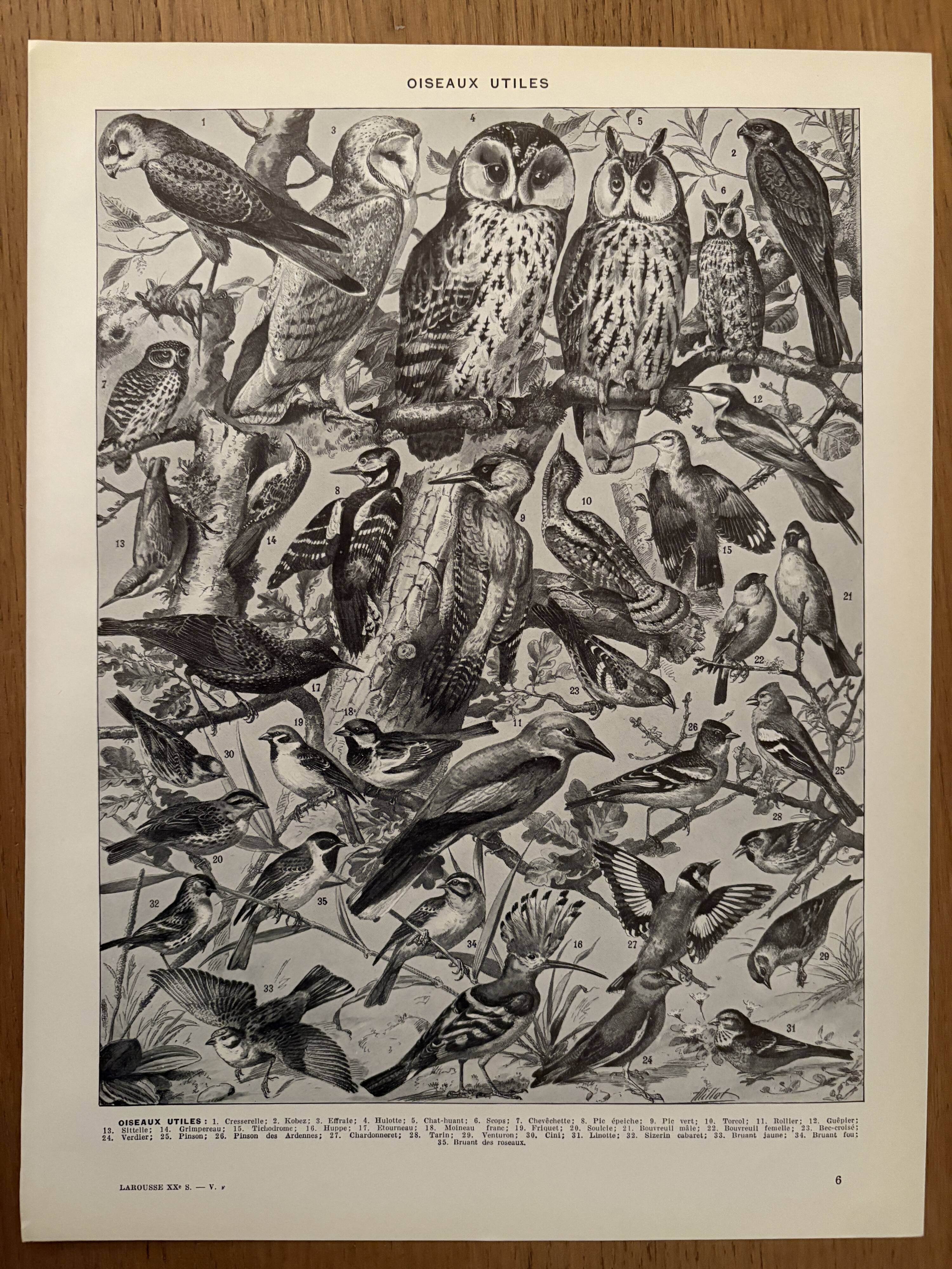 Planche illustrée sur les oiseaux (de basse-cour et volière) - 1930