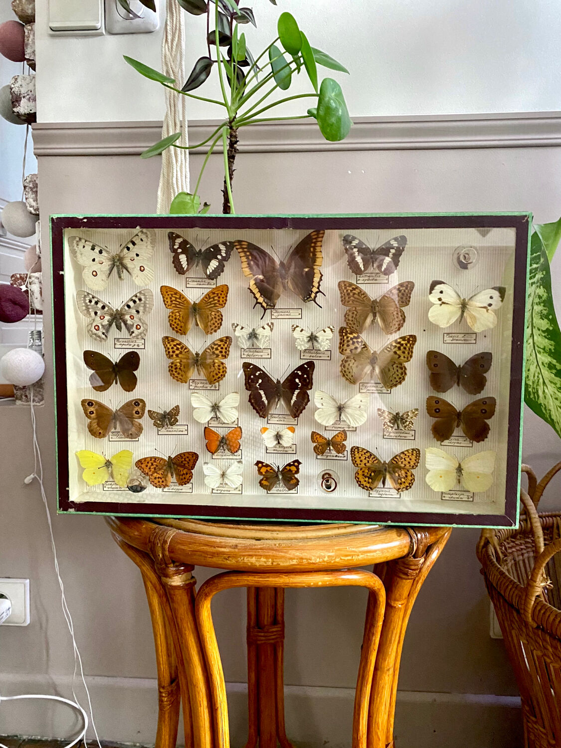 Entomology box of vintage stuffed butterflies