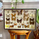 Entomology box of vintage stuffed butterflies