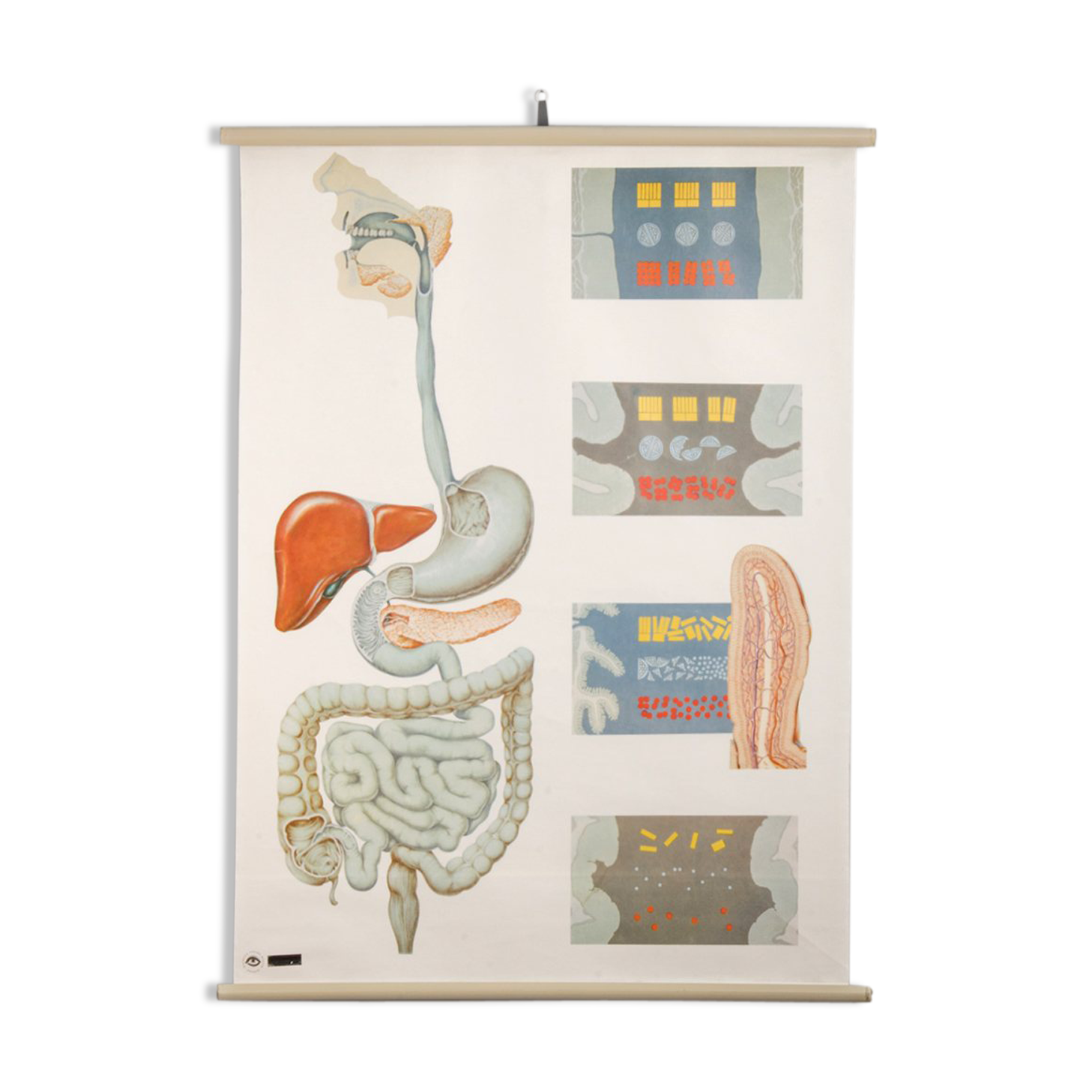 Anatomy Poster from the Deutsches Hygiene Museum Dresden, 1970s