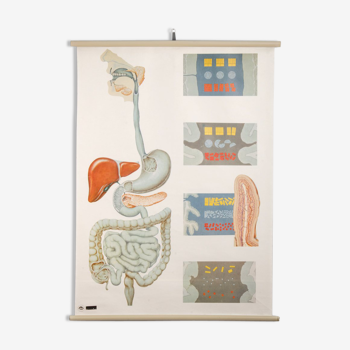 Anatomy Poster from the Deutsches Hygiene Museum Dresden, 1970s