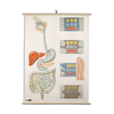 Anatomy Poster from the Deutsches Hygiene Museum Dresden, 1970s