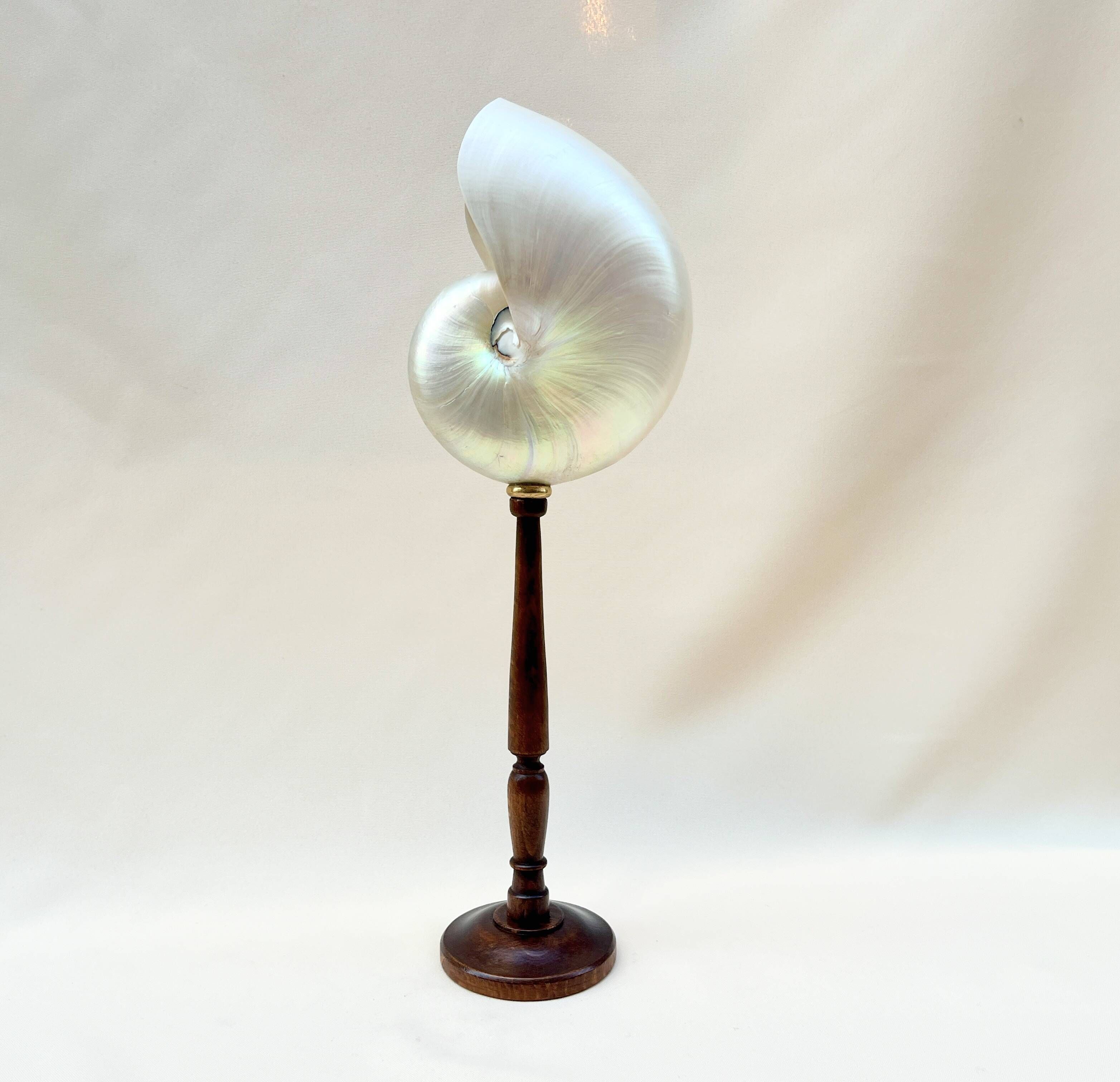 Large pearly Nautilus shell on turned wooden base, old vintage cabinet of curiosities