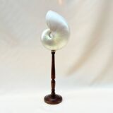 Large pearly Nautilus shell on turned wooden base, old vintage cabinet of curiosities