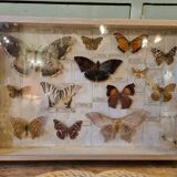 Entomology box butterflies