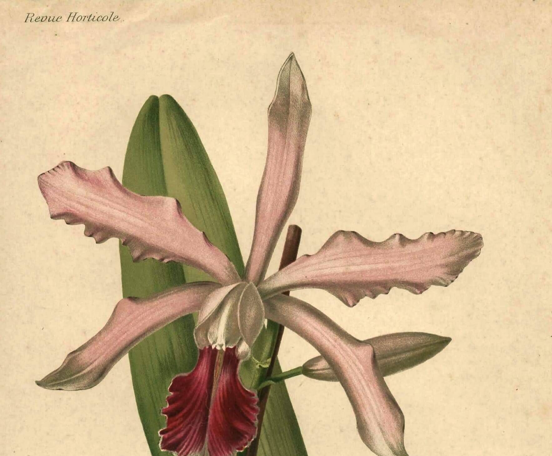 Botanical engraving from 1896 by Descamps-Sabouret • Lælio-Cattleya d'André • Old lithograph