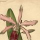 Botanical engraving from 1896 by Descamps-Sabouret • Lælio-Cattleya d'André • Old lithograph