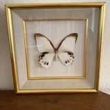 Naturalized butterfly frame, Papilionaceous argeus Borneo.