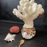 Curiosités marines (Coraïl, hippocampes, coquillages)