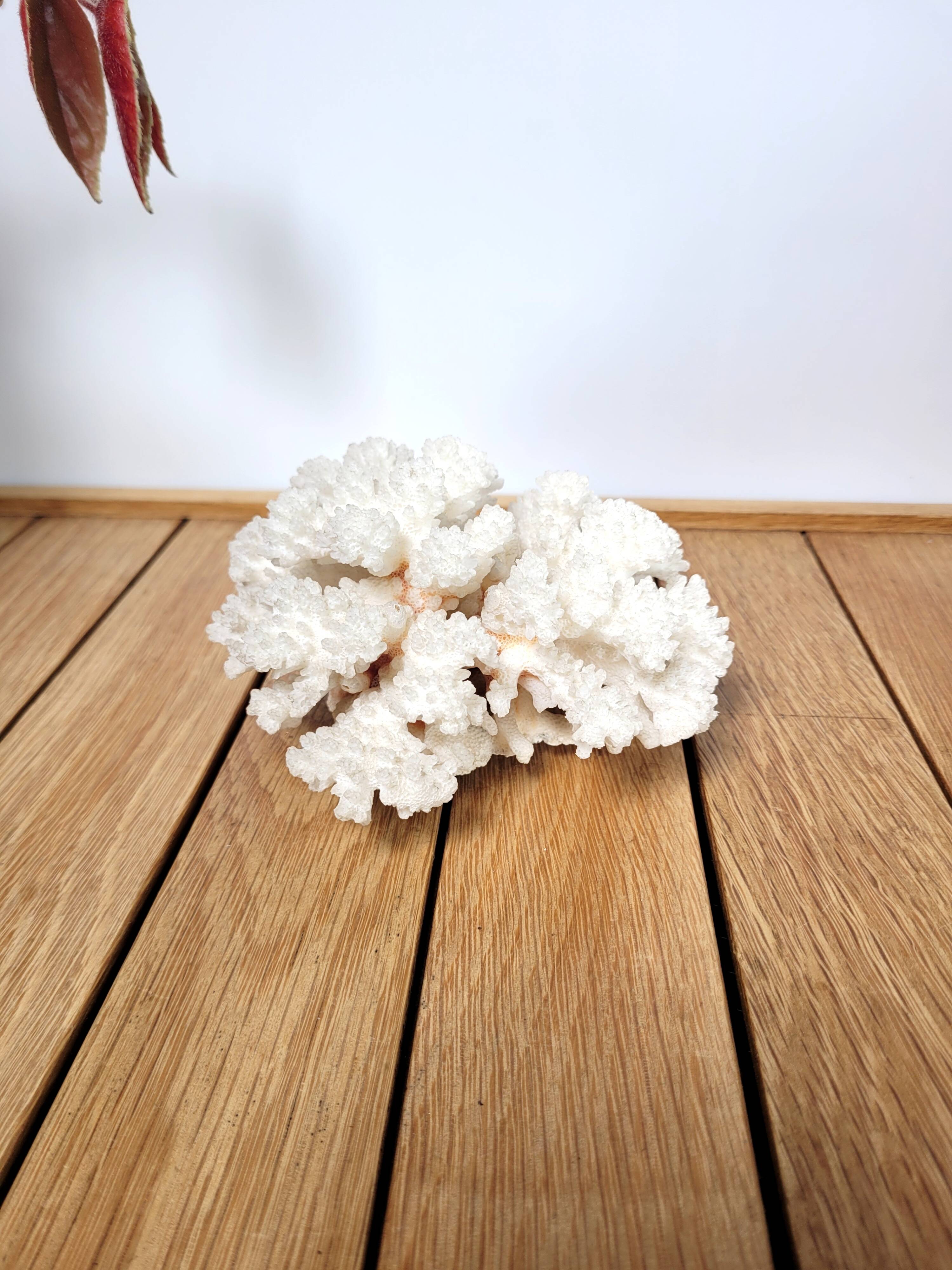 White coral branch 13x12cm