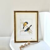 Cadre oiseaux