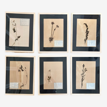 Set of 6 herbarium boards 1929