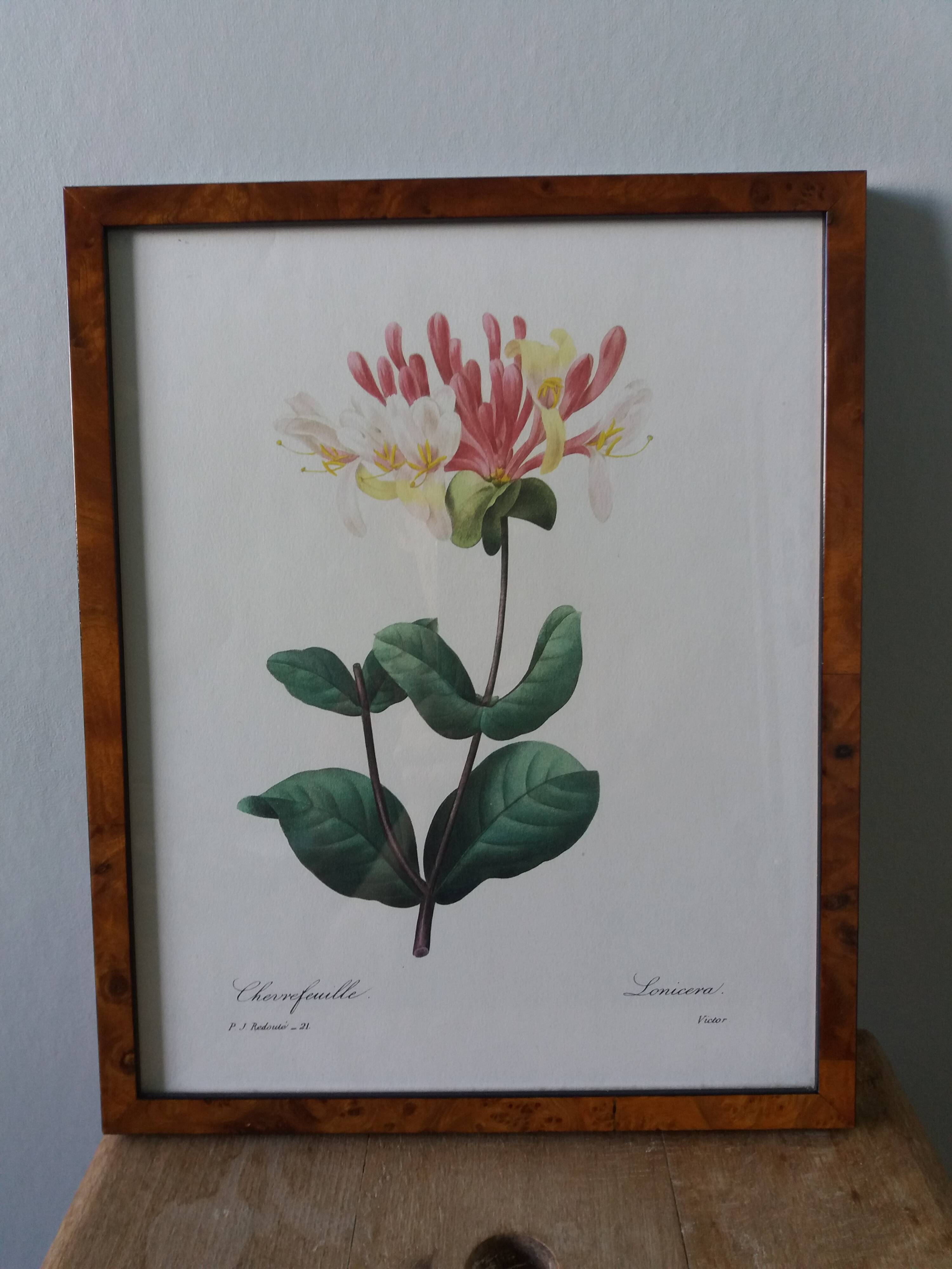 Framed botanical plate, flower illustration by Pierre Joseph Redouté