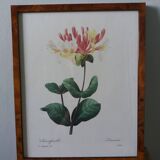 Framed botanical plate, flower illustration by Pierre Joseph Redouté