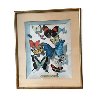 Vintage frame with blue butterfly print collection