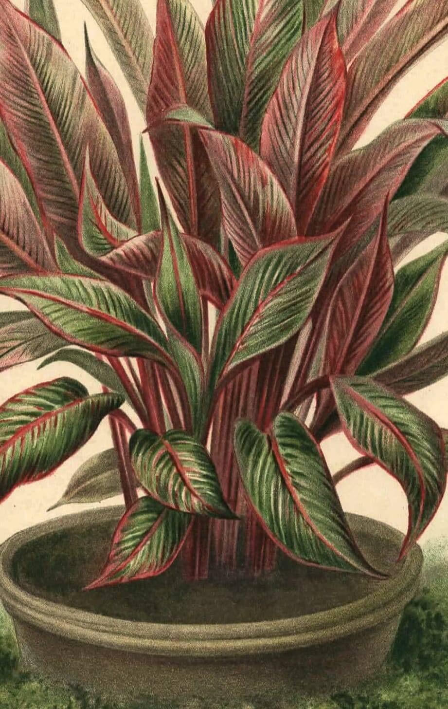 Botanical engraving from 1896 by Descamps-Sabouret • Heliconia illustris • Old lithograph