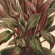 Botanical engraving from 1896 by Descamps-Sabouret • Heliconia illustris • Old lithograph