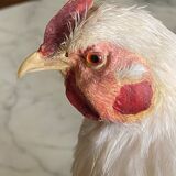 Naturalized hen