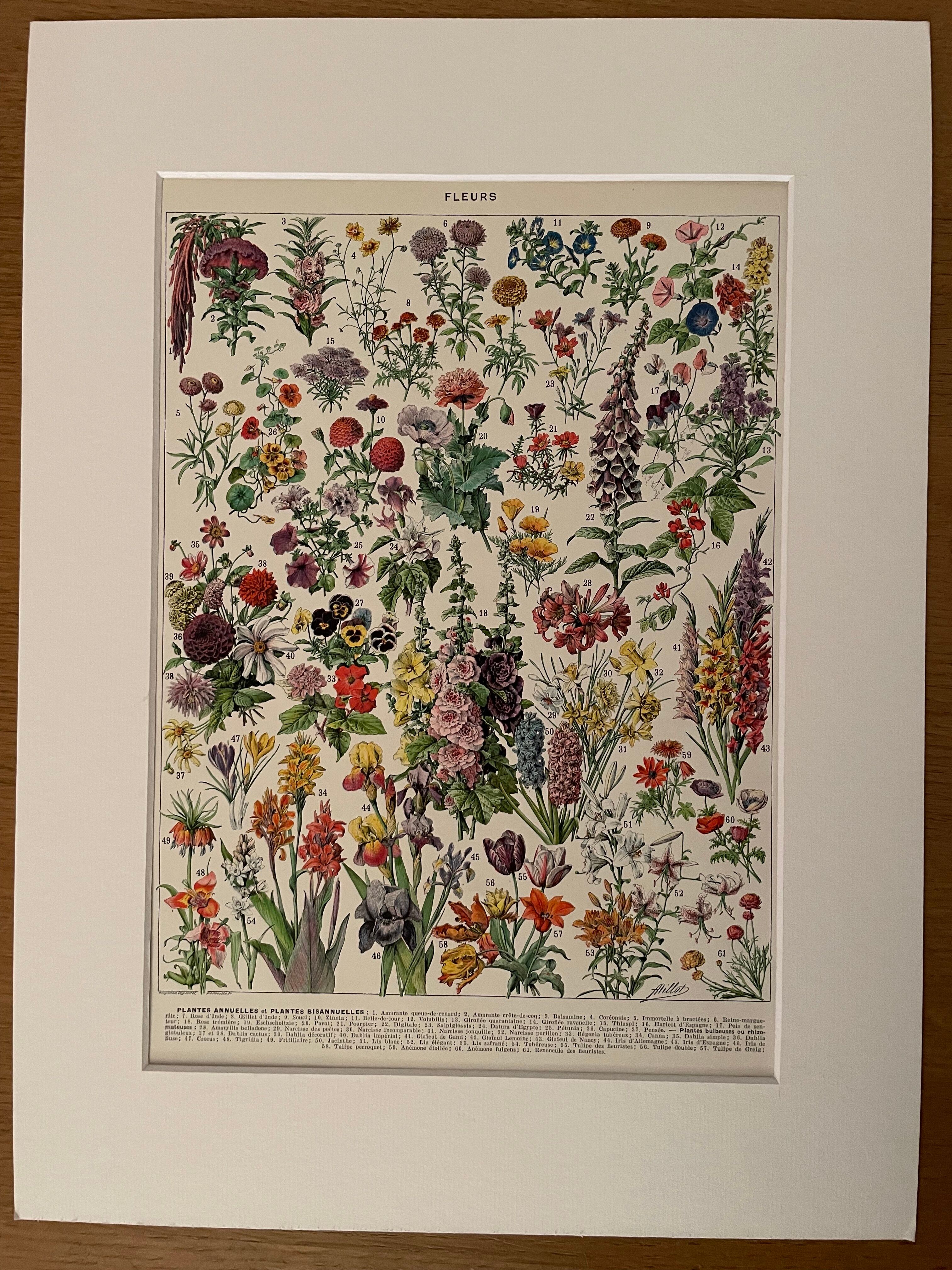 Lithograph on flowers from 1928, annuals and biennials plants