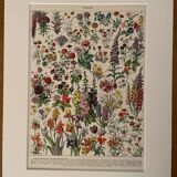 Lithograph on flowers from 1928, annuals and biennials plants
